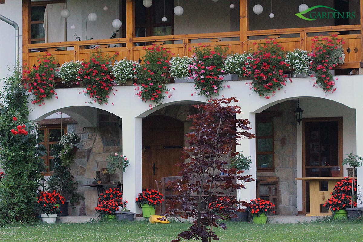 Cveće za terase i balkone