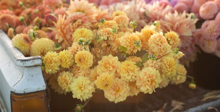 Dalije i sve o njima