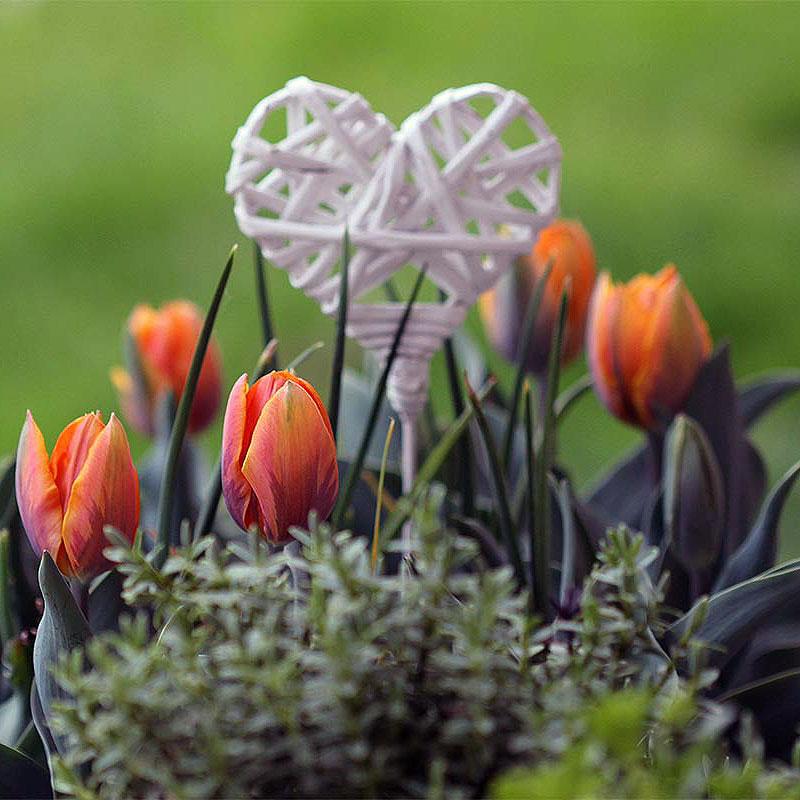 Dobro došli u Cvetni Klub – šta je to?