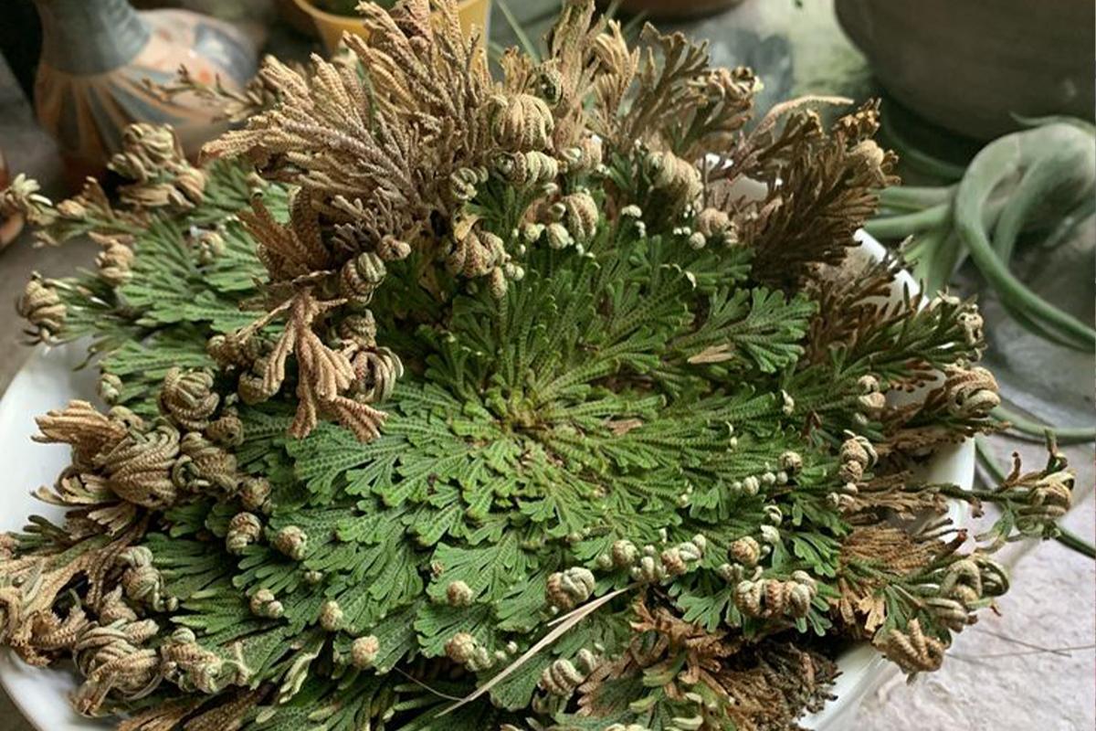 Jerihonska ruža: Savršen praznični poklon