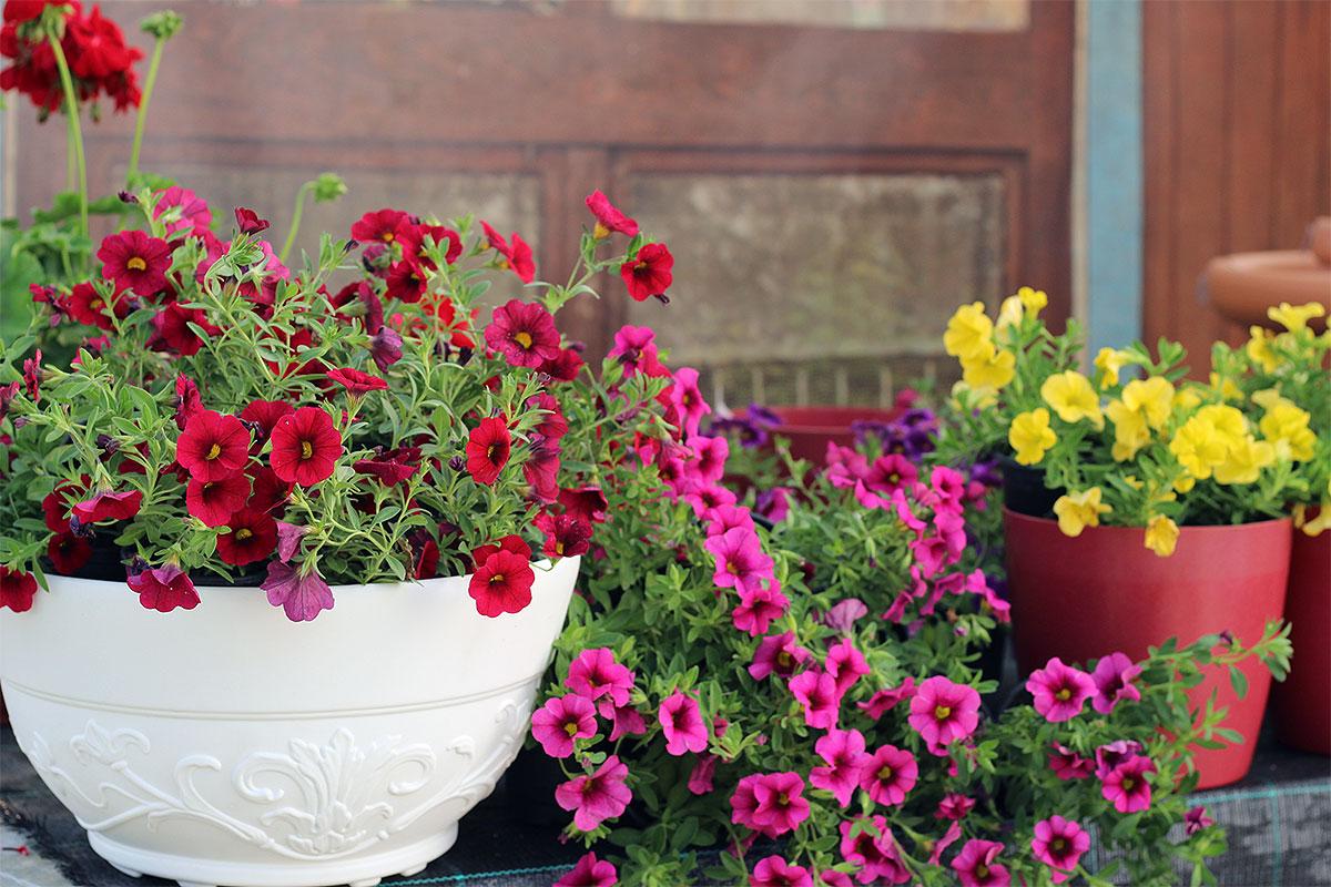 Kako pripremiti cveće za terasu i letnju sezonu