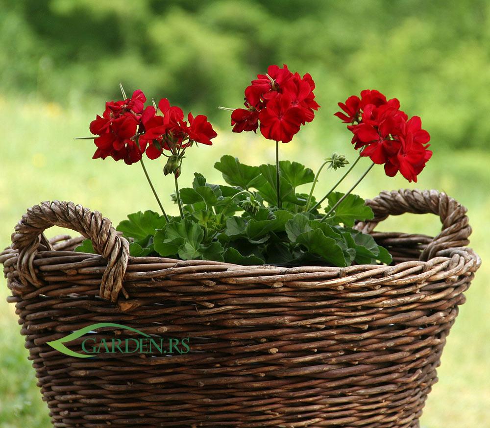 Muškatle kaliope: Izdržljiva cvetnica koja voli sunčane položaje