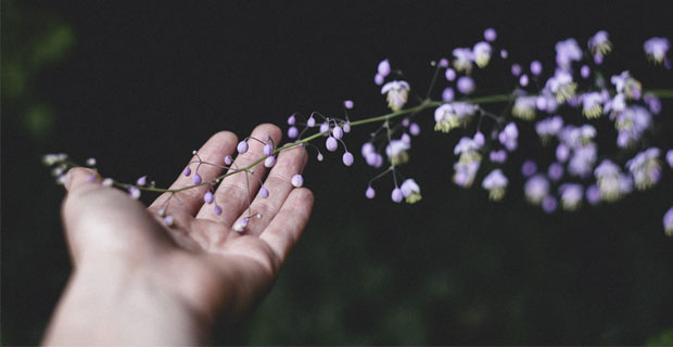 Ne jedan od onih “10 najlakših trajnica iz semena”