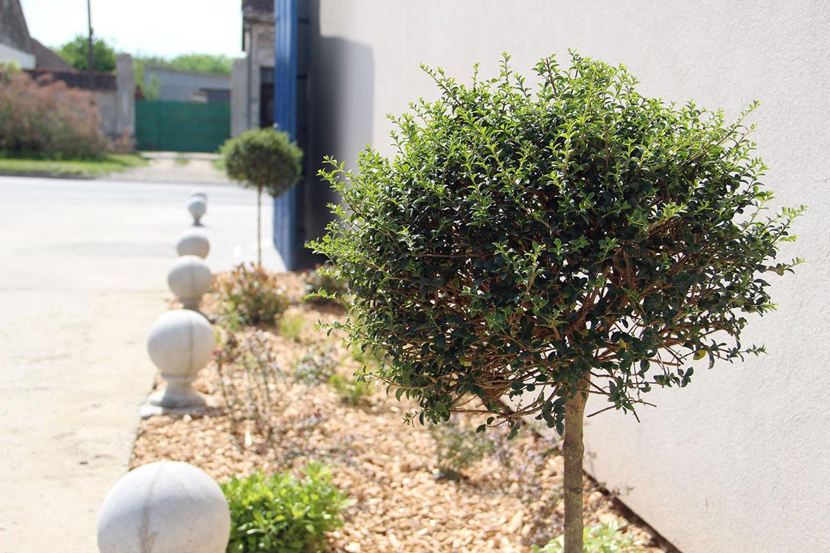 Ozelenjavanje poslovnog prostora – investicija u prvi utisak