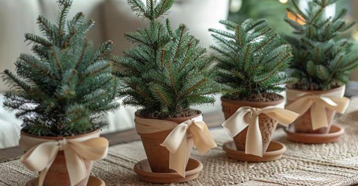 Poklon koji raste- biljke kao idealan praznični poklon