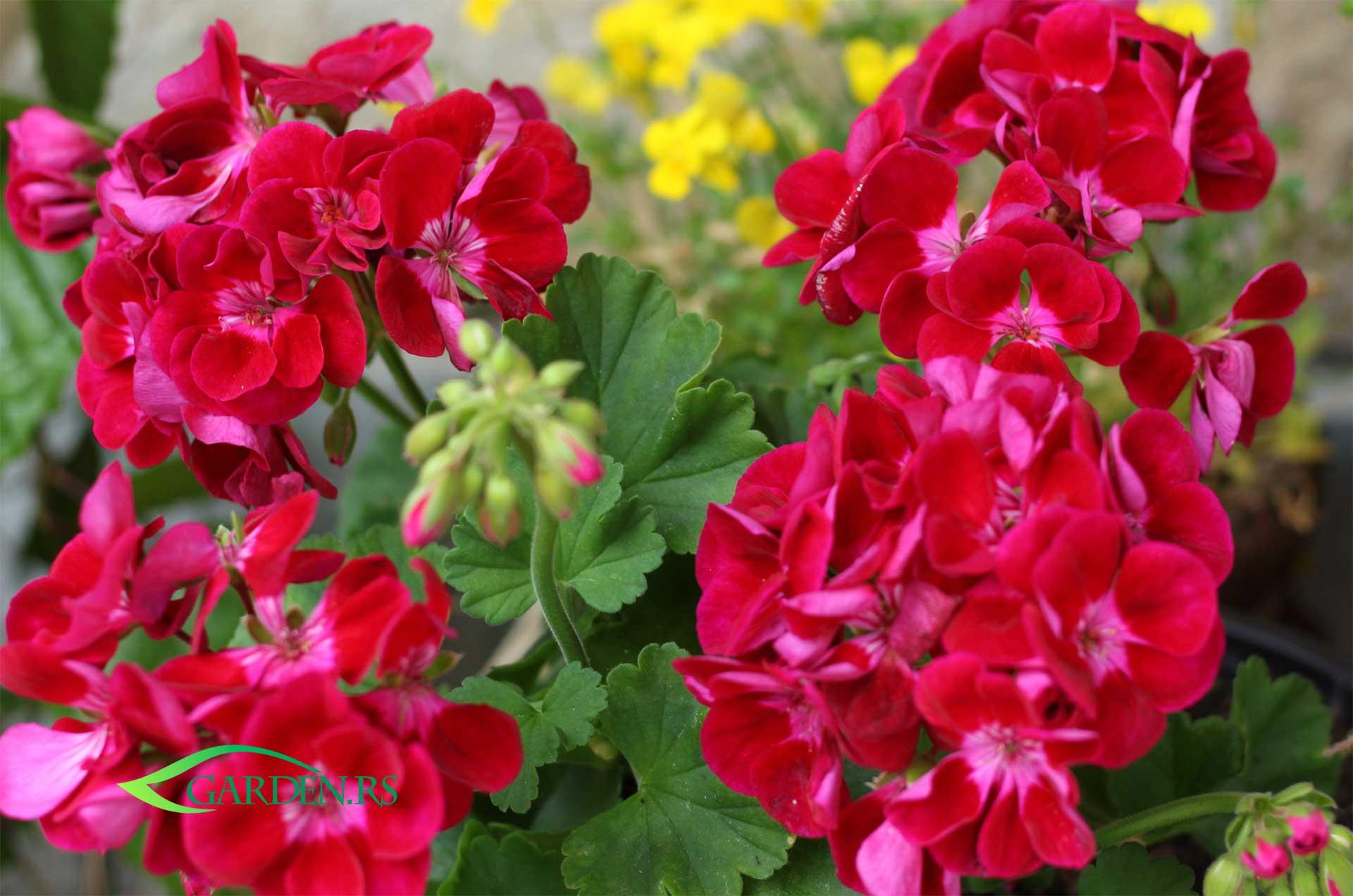 Razmnožavanje i sadnja muškatli