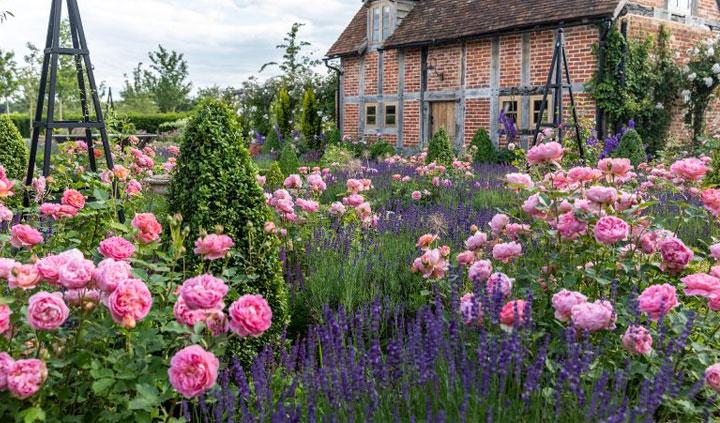 Ruže- kakve su razlike?