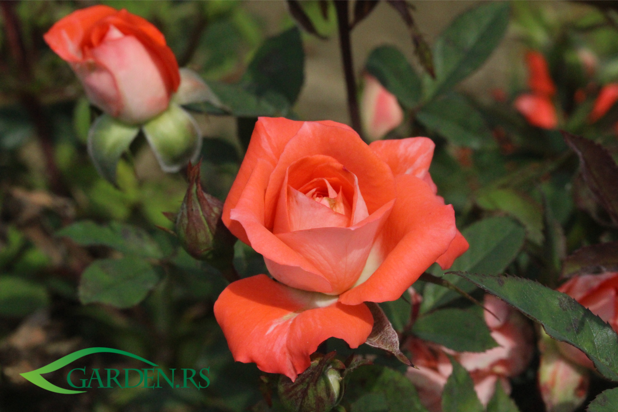 Ruže -  sve o pripremi i nezi ruža za zimu