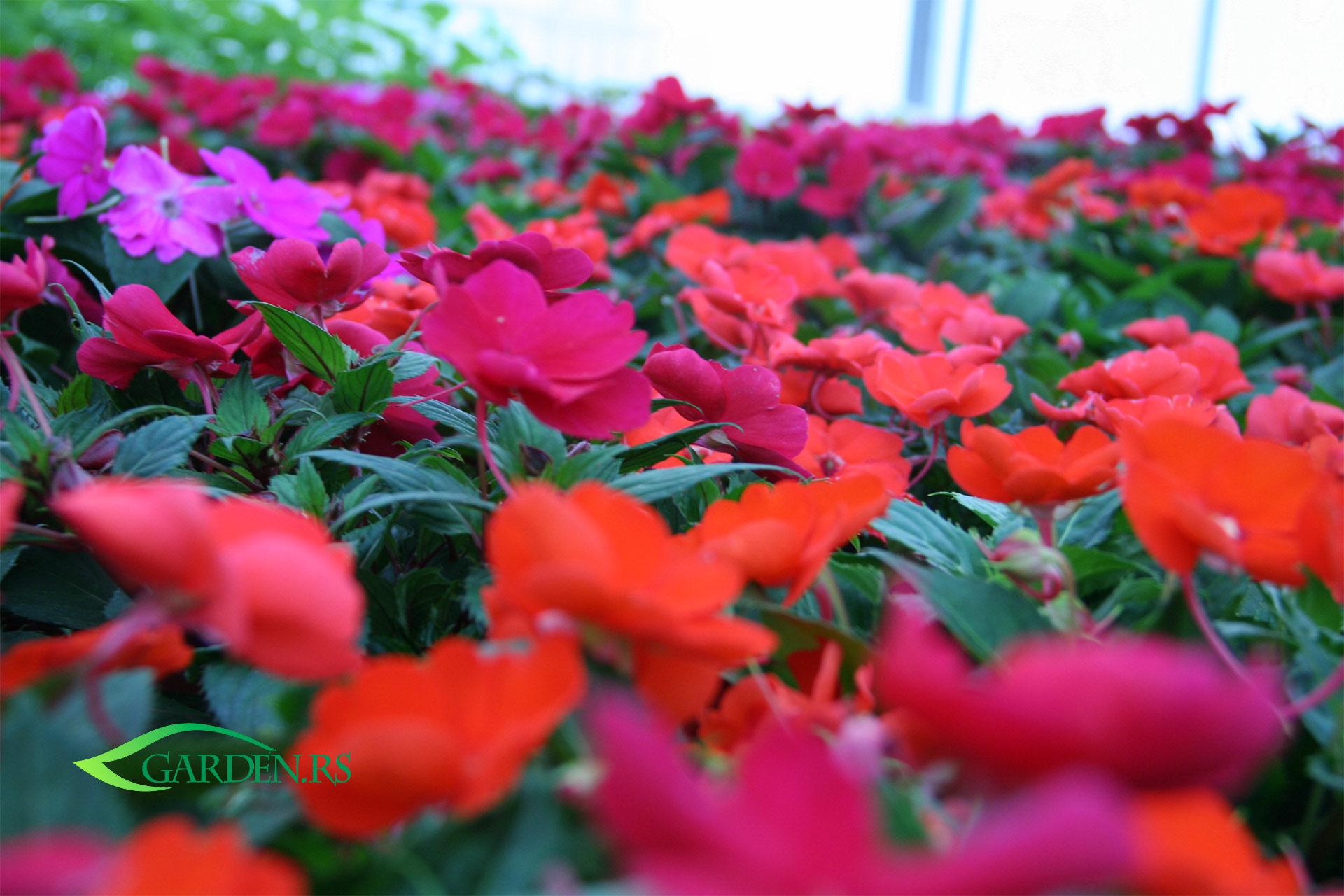 Sunčev ljubimac - SunPatiens  cveće sunčanih terasa