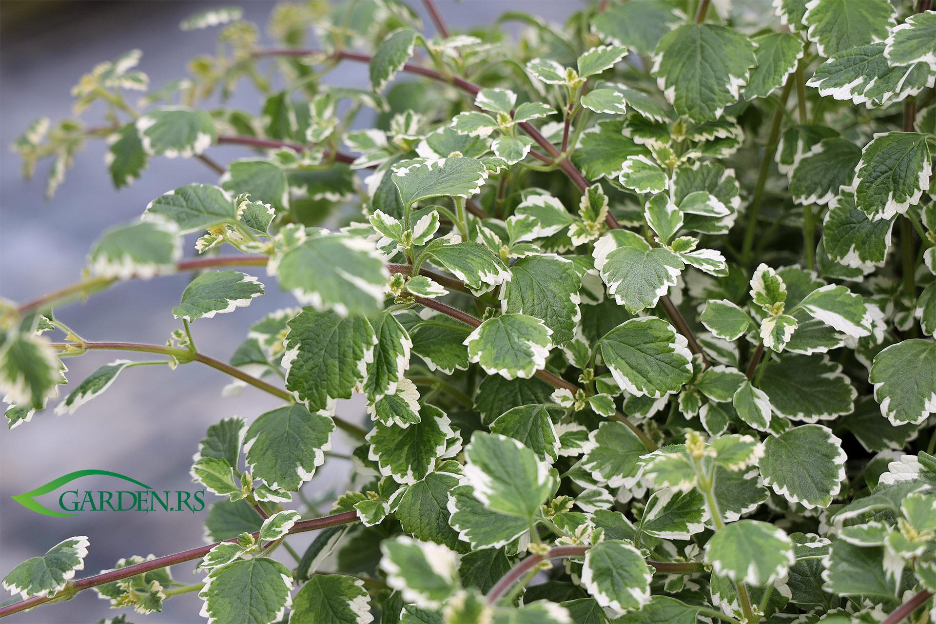 Tamjanika cveće: Lekovita i laka za održavanje