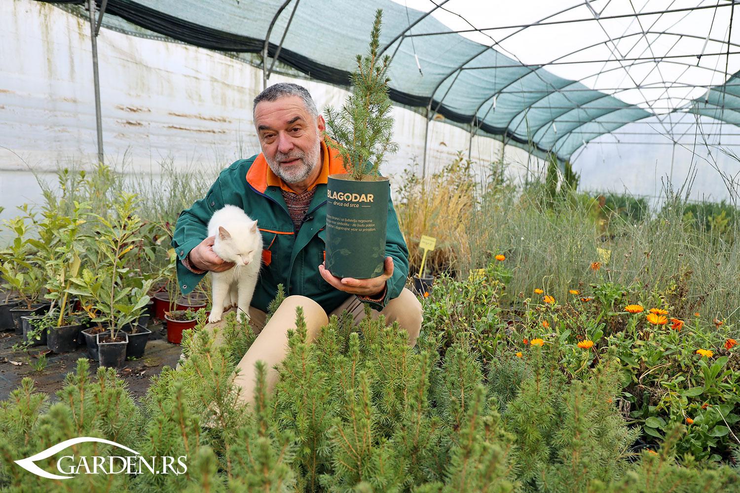 Top 5 četinara koji menjaju izgled vašeg dvorišta