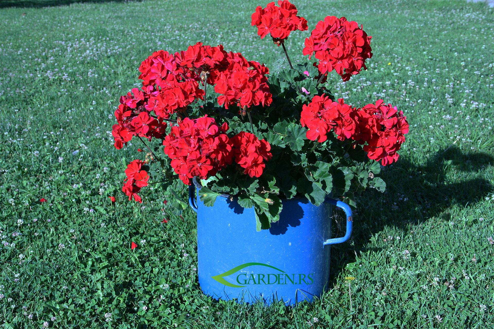 Uspravna muškatla: Obična muškatla neobične otpornosti i lepote