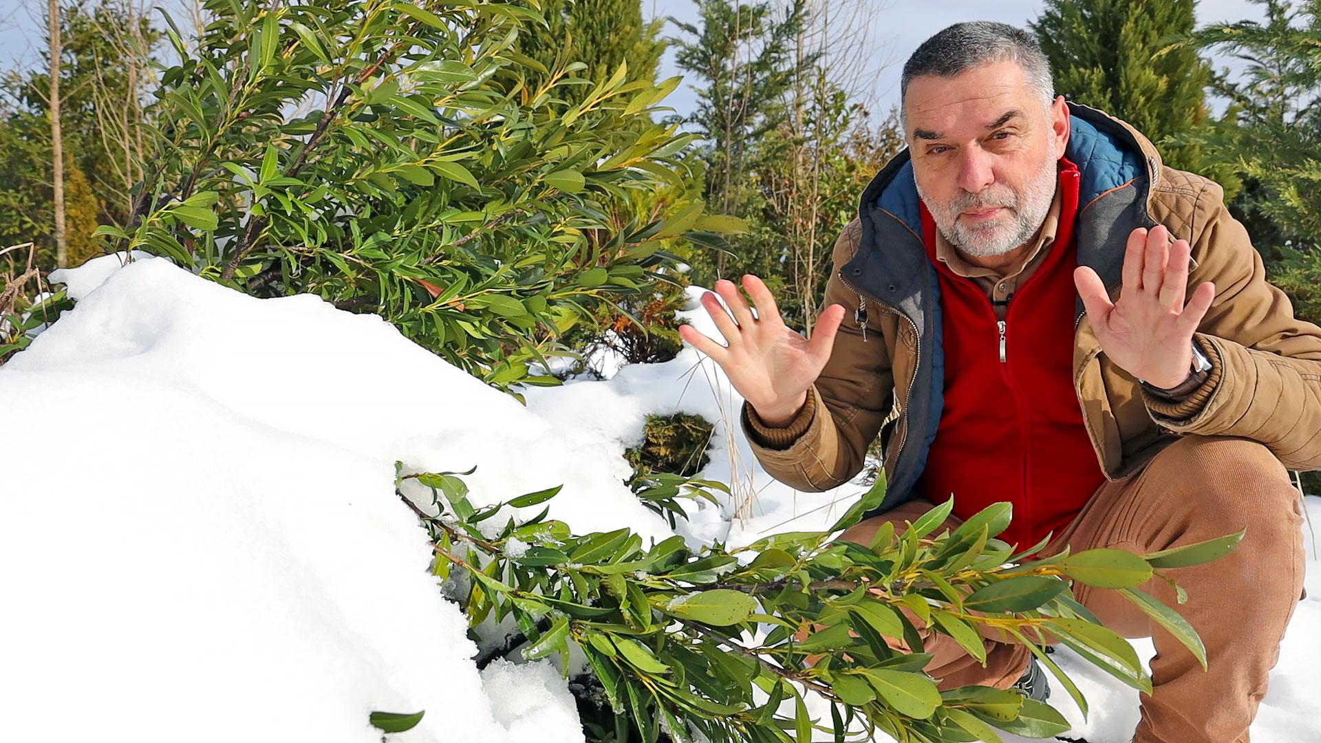 Uticaj snega na ukrasne biljke - štetnost i koristi