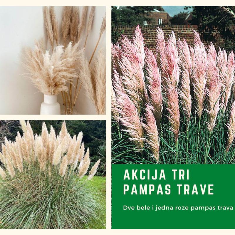 Akcija TRI PAMPAS TRAVE