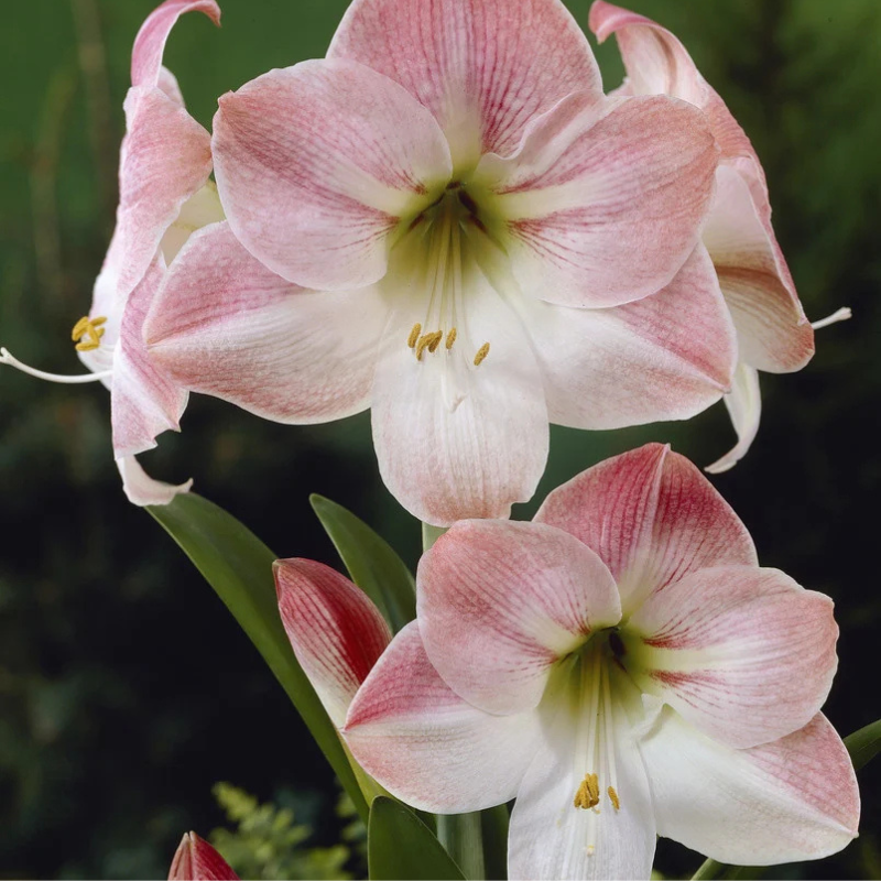 Amarilis roze Apple Blosom