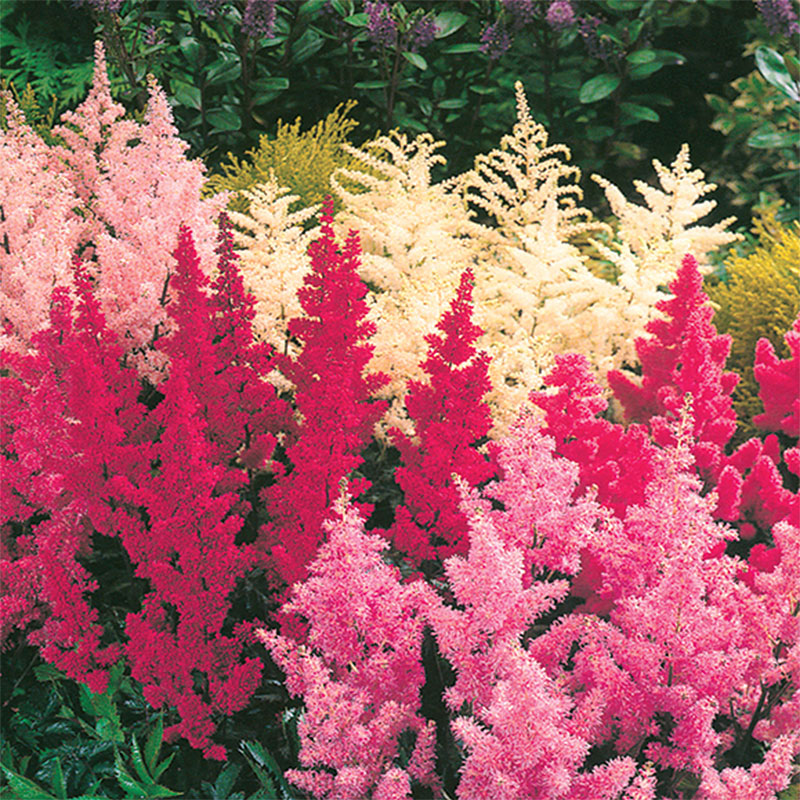 Astilbe 