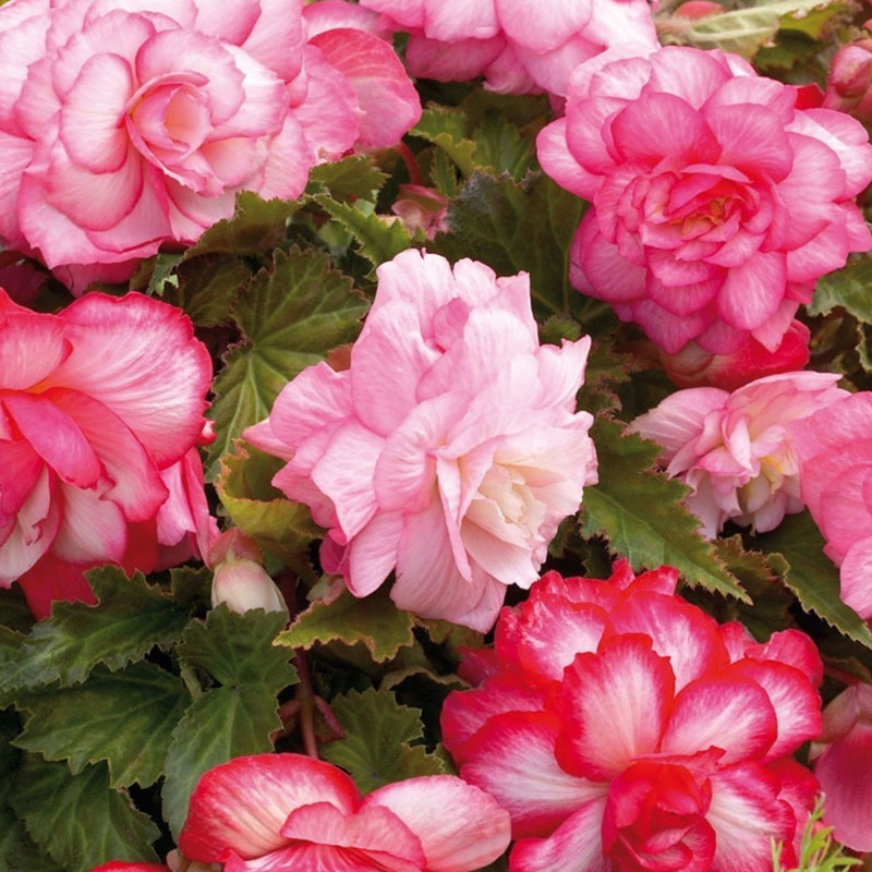 Begonija Cascade Pink Balcony