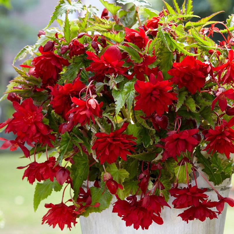 Begonija viseća crvena