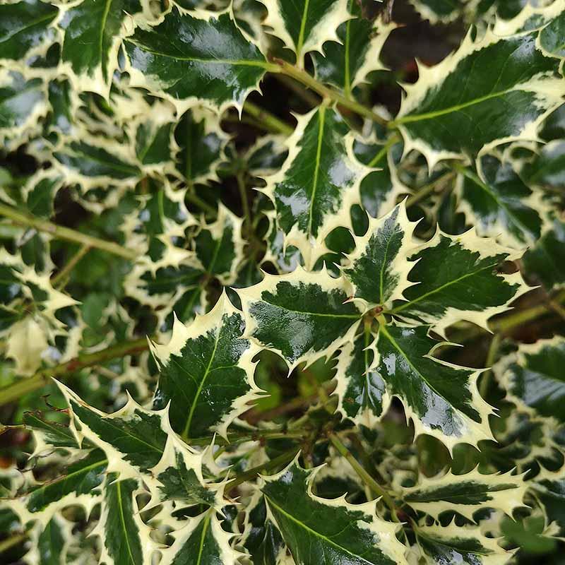 Božikovina- Ilex aquifolium Silver Queen