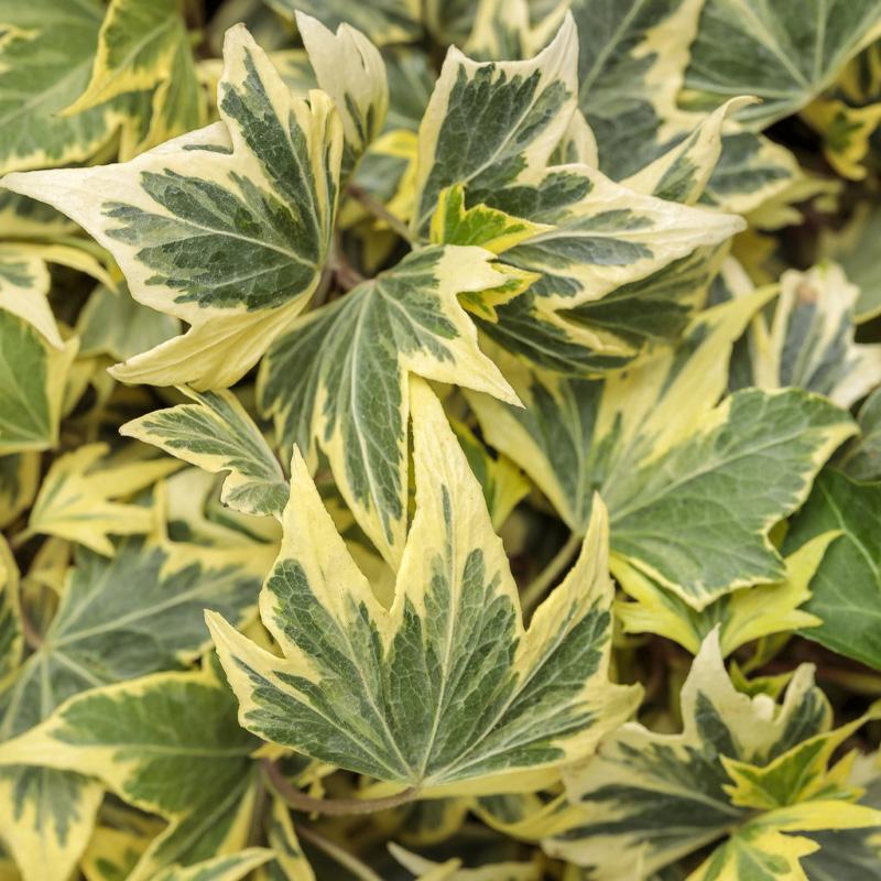 Bršljan žuti talasasti