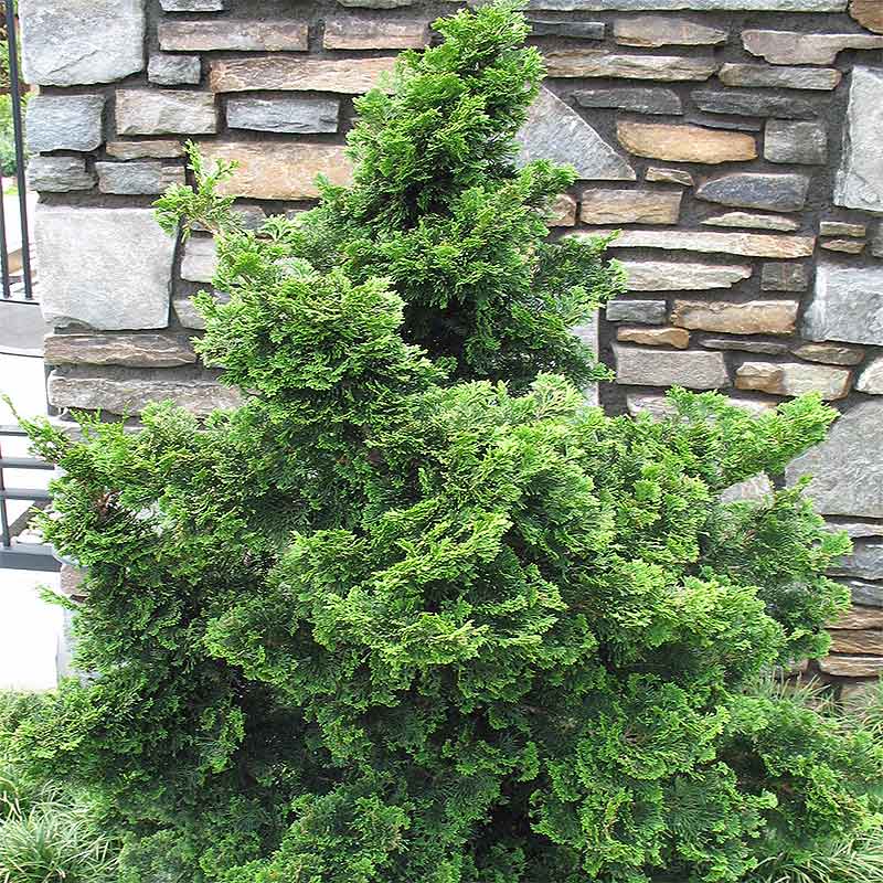 Chamaecyparis  `Nana Gracilis`