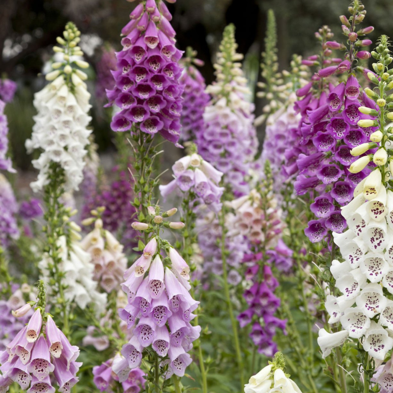 Digitalis