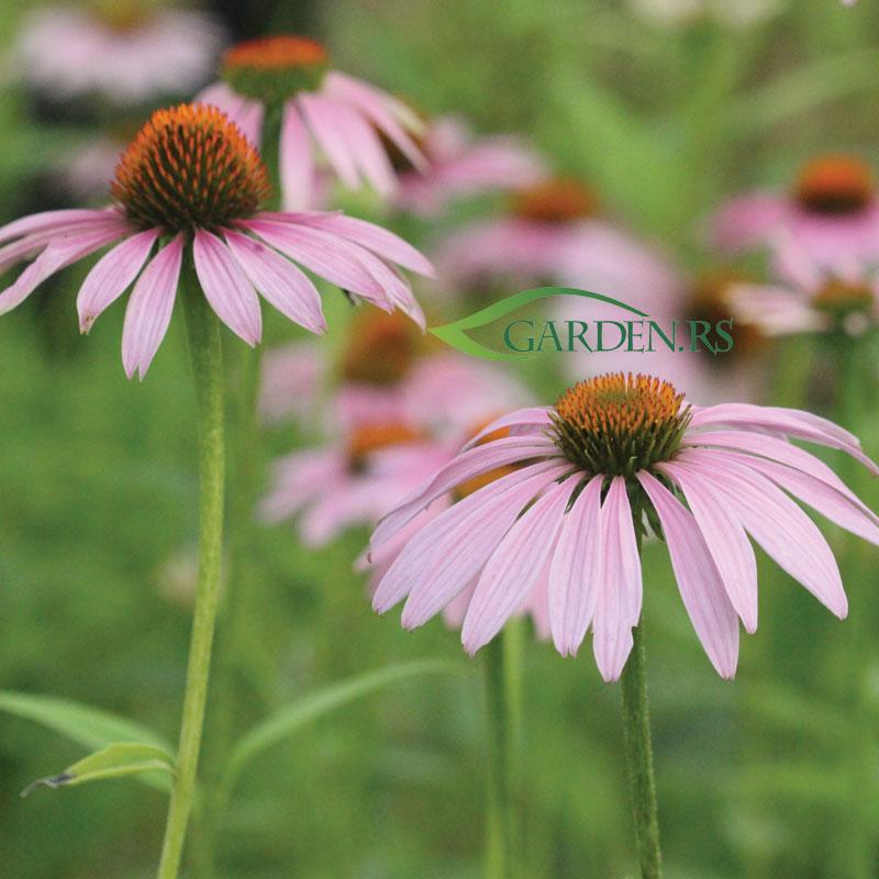 Echinacea purpurea