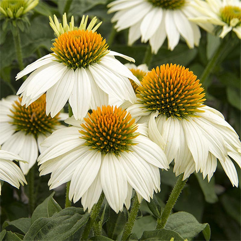 Ehinacea bela