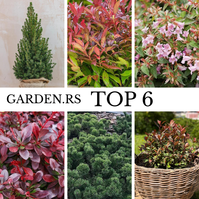 Garden.rs Top 6