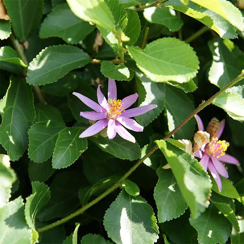 Grevija- zvezdasti grm