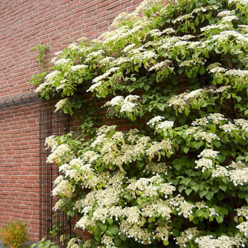 Hortenzija penjačica