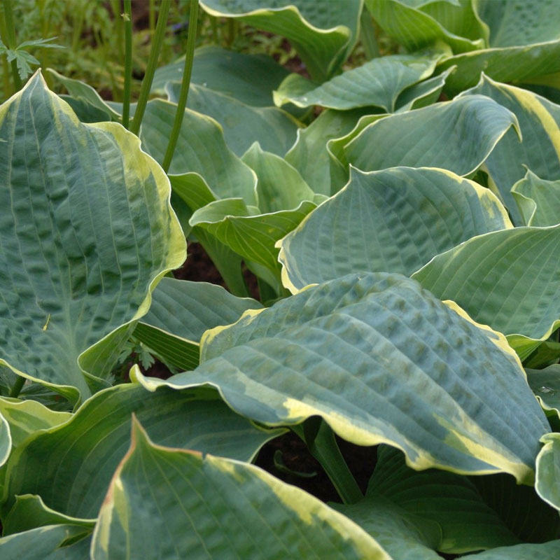 Hosta svetlih ivica