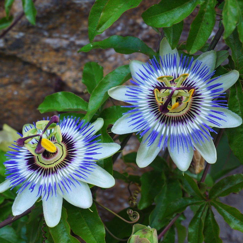 Hristov venac - Pasiflora