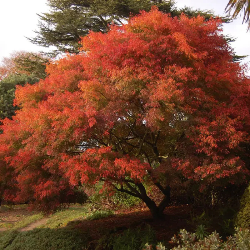 Japanski javor - Zeleni zmaj