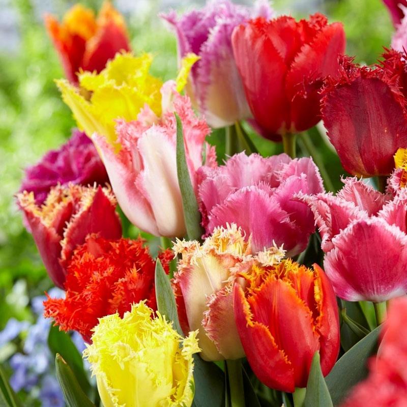 Lale Fringed Mix