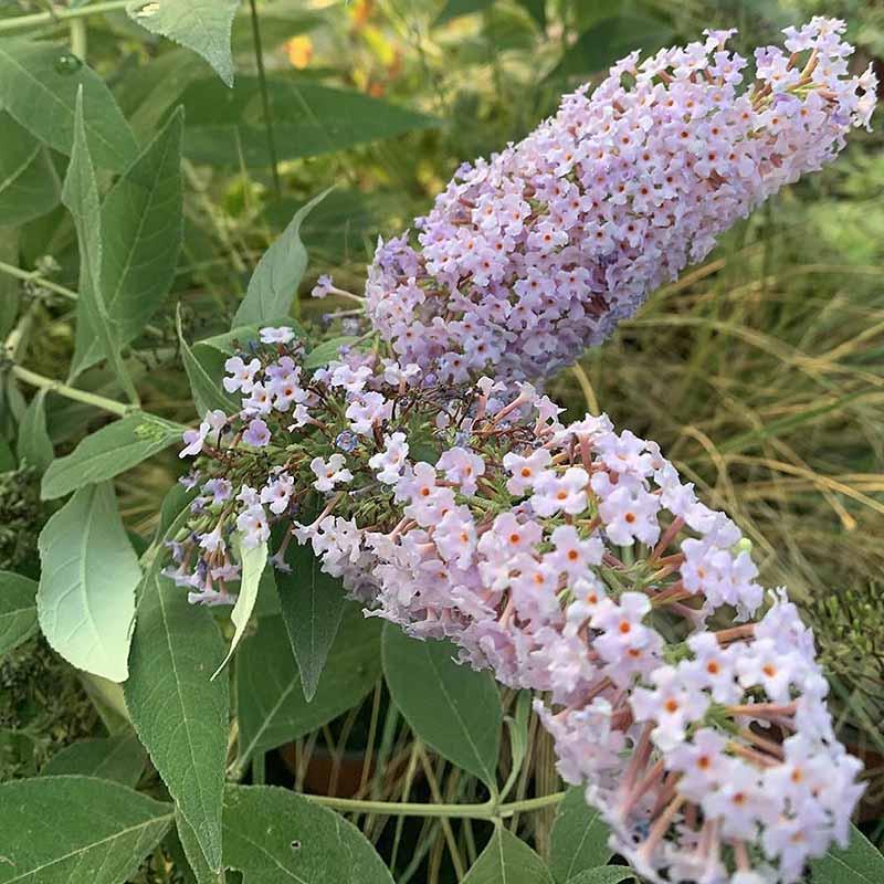 Letnji Jorgovan- Budleja - lila