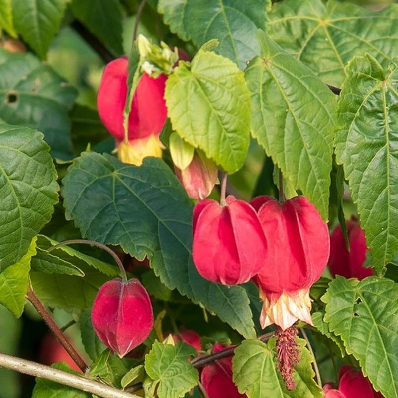 Lipica- Abutilon megapotamicum