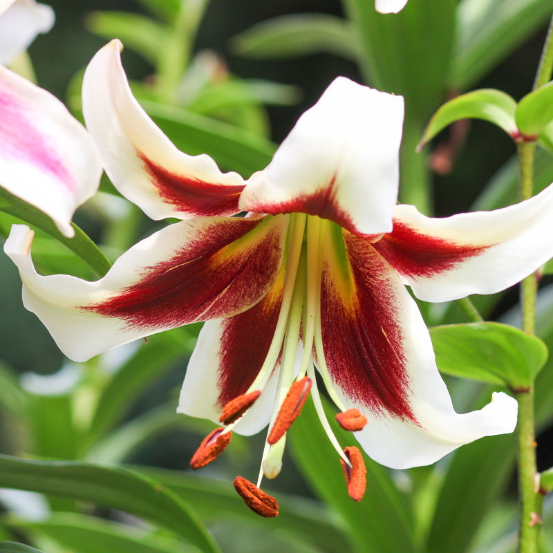 Ljiljan šatirani Big Smile