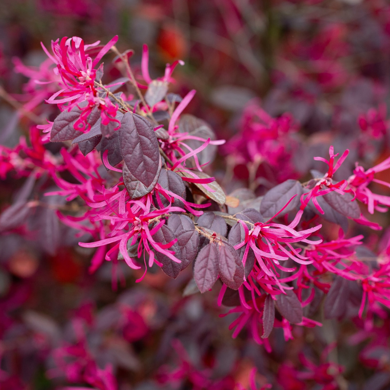 Loropetalum - Plamen zore