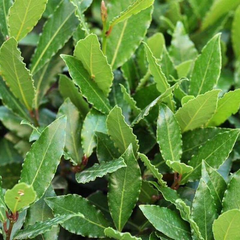 Lovor začinska biljka 