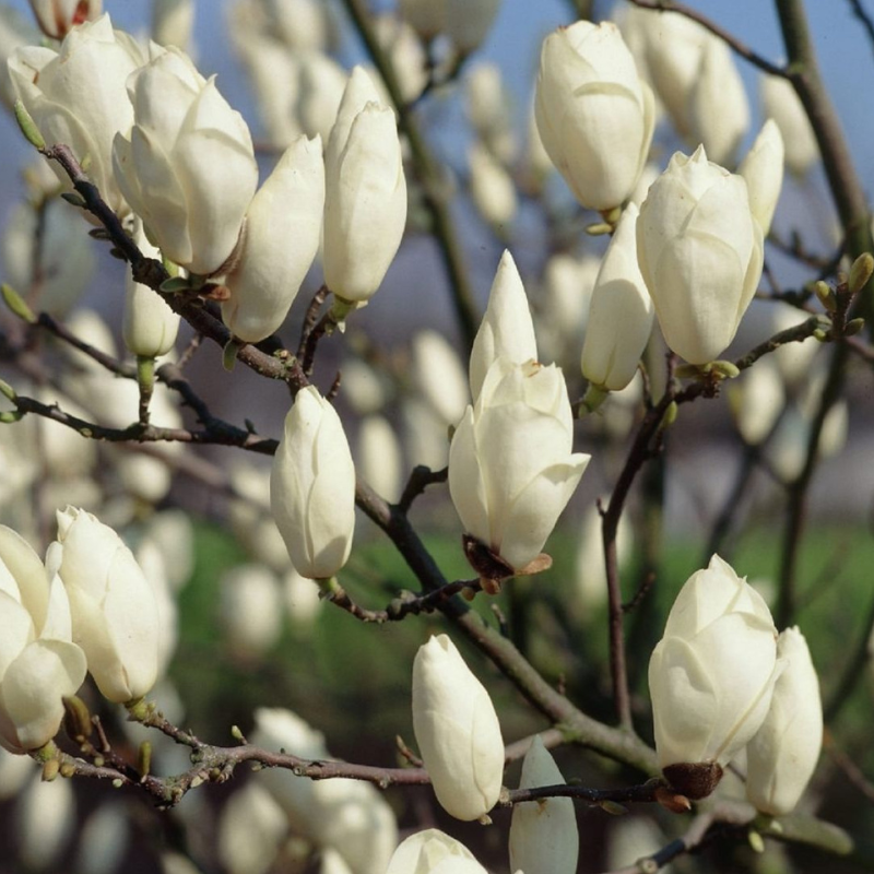 Magnolija bela - Alba Superba