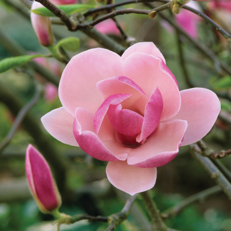 Magnolija Rustica Rubra