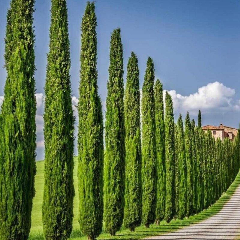 Mediteranski čempres Totem