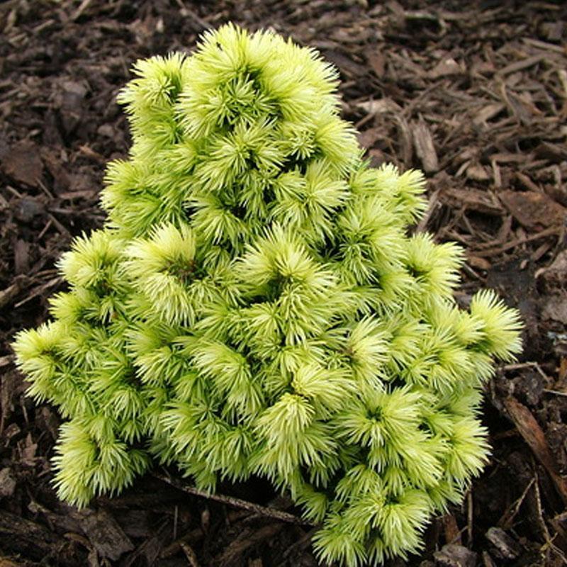 Mini smrča- Picea glauca Dendrofarma gold