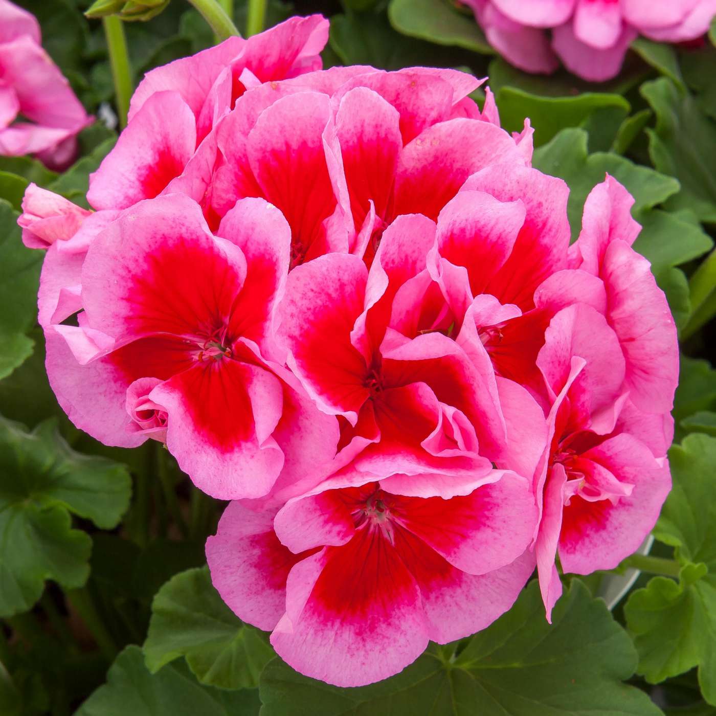 Muškatla kaliopa roze