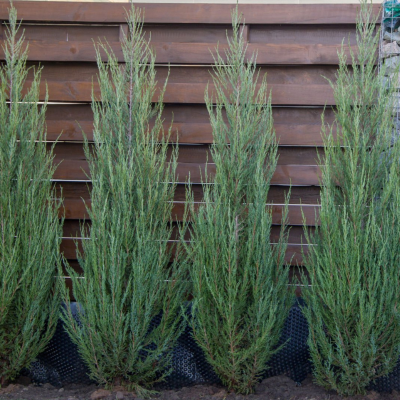 Nebeska raketa- Skyrocket