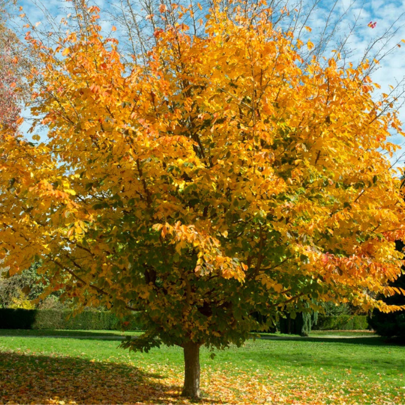 Parocija- Persijsko gvozdeno drvo