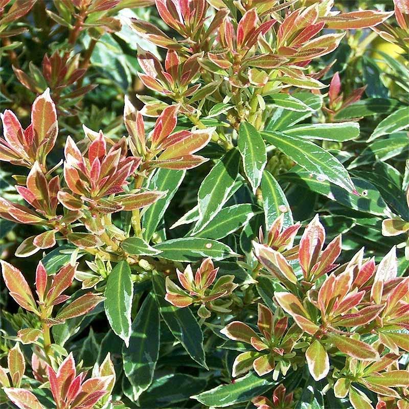 Pieris japonica Little Heath