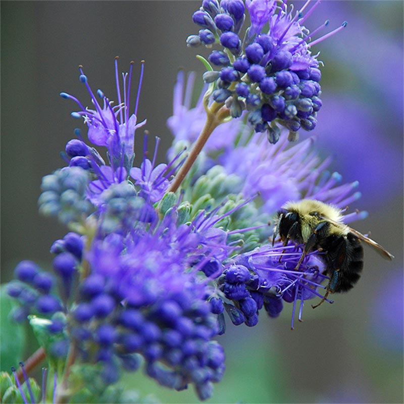Plava Magla-Caryopteris