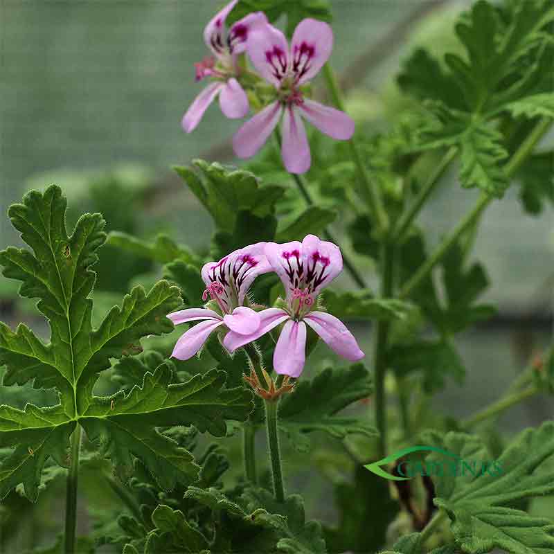 Rozetla-mirisna muškatla